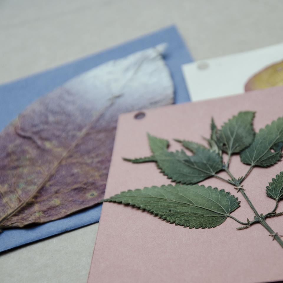 14519805_348407812169053_680803004784542773_n