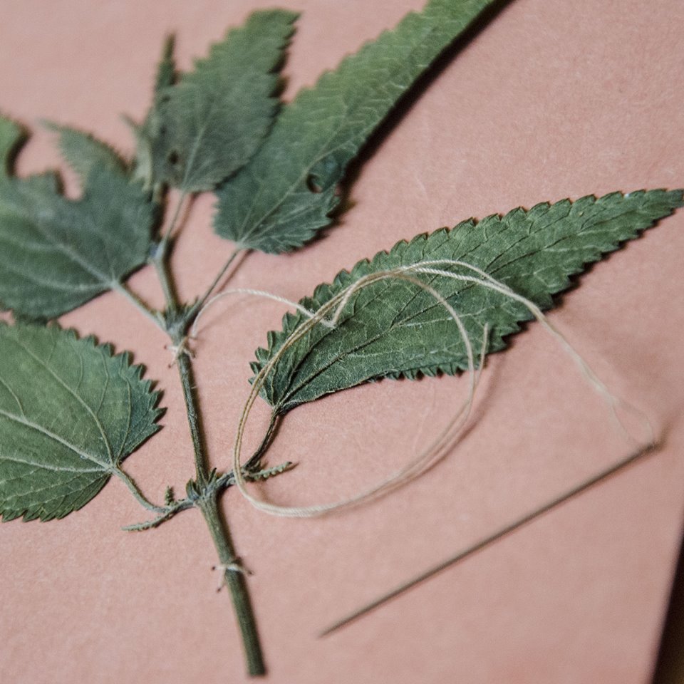 14650491_348408012169033_6027942140760444538_n