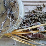 Zuppa di fango e sassi