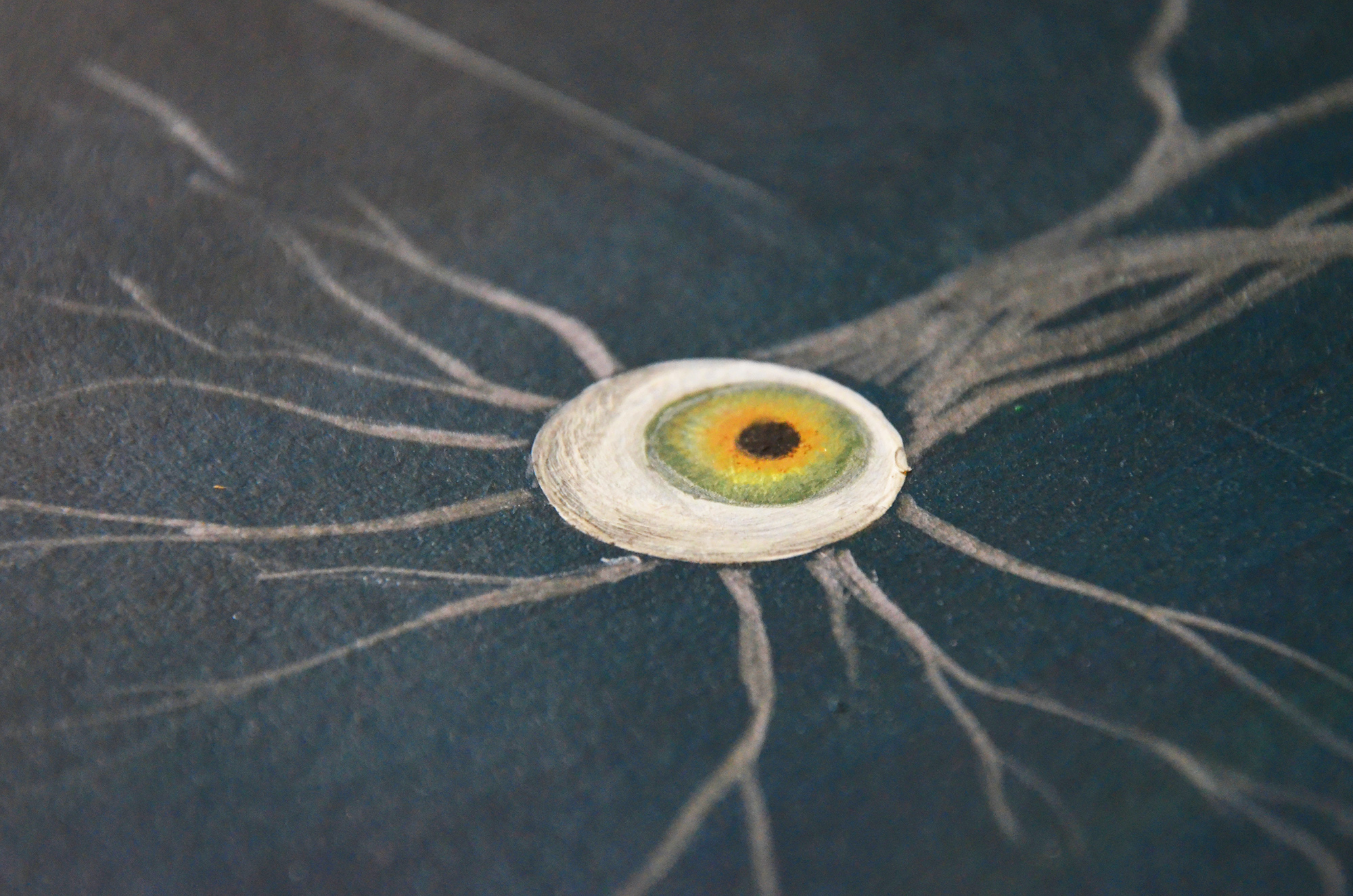 bulbo pianta occhio_C