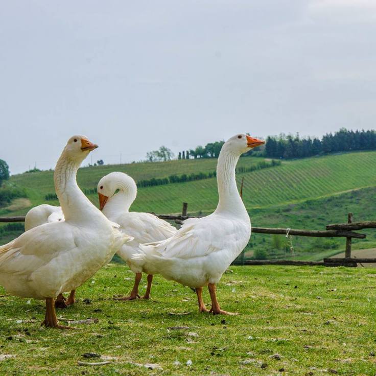 12985375_10209245971977248_748456230916974647_n