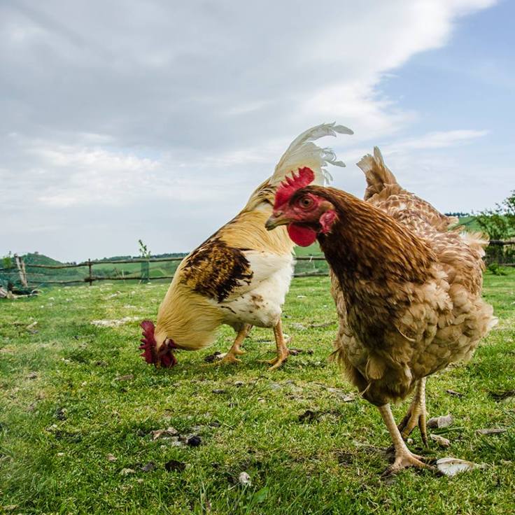 13062203_10209245975497336_4119447387984016742_n